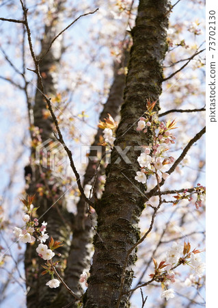 Sakura (Sano Sakura) Sakura (Sano Sakura) 73702130