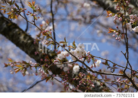 Sakura (Sano Sakura) Sakura (Sano Sakura) 73702131