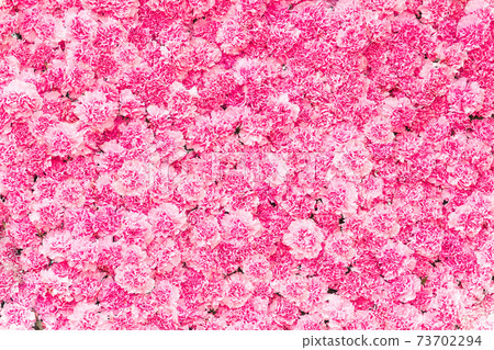 Beautiful Pink carnation flower background Beautiful Pink carnation flower background 73702294