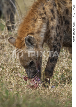 Hyena eating, Africa Hyena eating, Africa 73702503