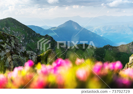 Pink rhododendron flowers in mountains 73702729