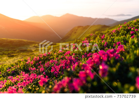 Pink rhododendron flowers in mountains Pink rhododendron flowers in mountains 73702739