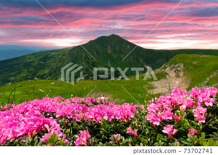 Pink rhododendron flowers in mountains Pink rhododendron flowers in mountains 73702741