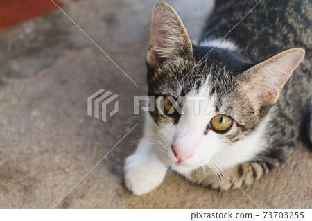 Cat lying on the concrete floor and looking at something. 73703255