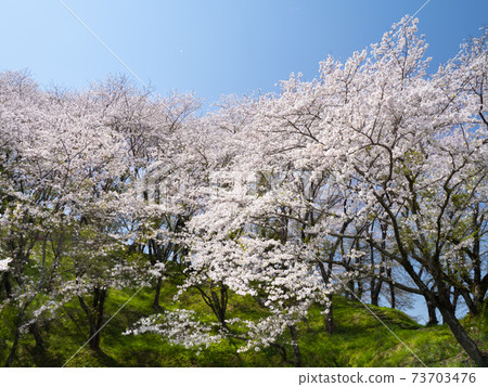 櫻花 櫻花 73703476