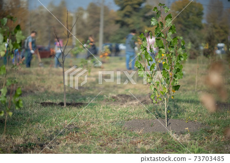 planting new trees with gardening tools in green park planting new trees with gardening tools in green park 73703485