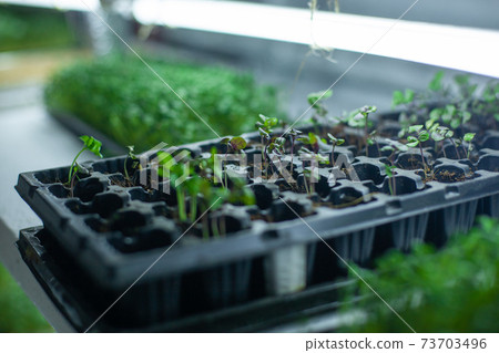 hydroponic farm with basil and green growing vegetables 73703496