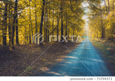 Gravel road through the yellow autumn forest Gravel road through the yellow autumn forest 73704371