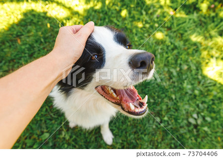 Woman hand stroking puppy dog border collie in summer garden or city park outdoor. Close up dog portrait. Owner playing with dog friend. Love for pets friendship support team concept. Woman hand stroking puppy dog border collie in summer garden or city park outdoor. Close up dog portrait. Owner playing with dog friend. Love for pets friendship support team concept. 73704406