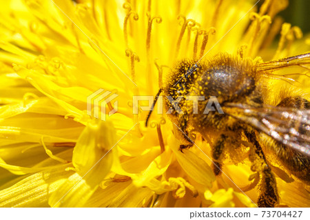 Honey bee covered with yellow pollen drink nectar, pollinating yellow dandelion flower. Inspirational natural floral spring or summer blooming garden background. Life of insects. Macro, close up 73704427