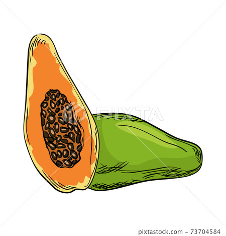 Watercolor eco frut. Line painted papaya. Colored line sketch of papaya on a white background. Hand drawn fresh food design element in vector 73704584