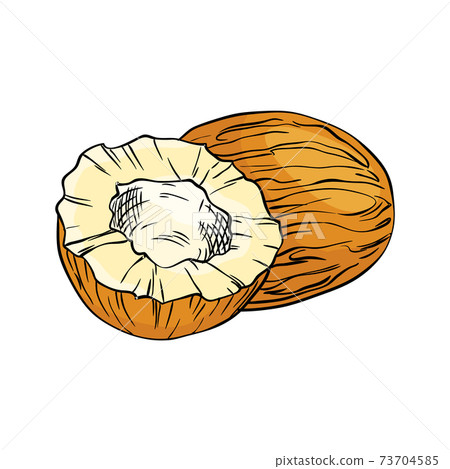Watercolor eco frut. Line painted coconut. Colored line sketch of coconut on a white background. Hand drawn fresh food design element in vector 73704585