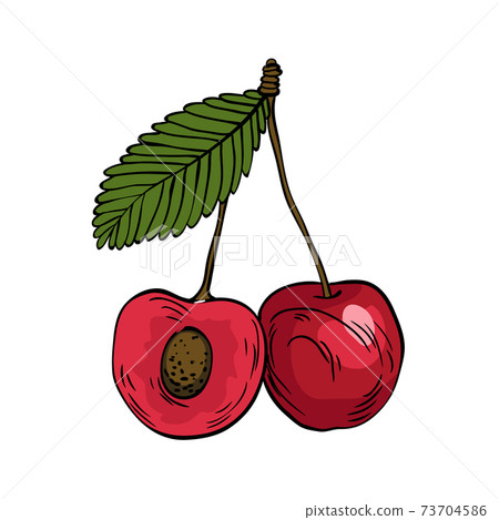 Watercolor eco frut. Line painted cherry. Colored line sketch of cherry on a white background. Hand drawn fresh food design element in vector Watercolor eco frut. Line painted cherry. Colored line sketch of cherry on a white background. Hand drawn fresh food design element in vector 73704586
