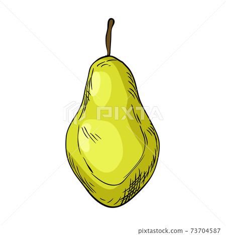 Watercolor eco frut. Line painted pear. Colored line sketch of pear on a white background. Hand drawn fresh food design element in vector 73704587