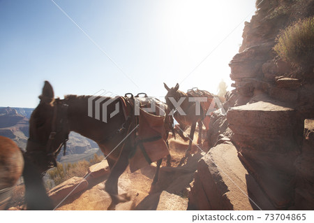 canyon 73704865