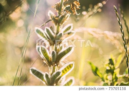 Lupine In Summer Meadow At Sunset Sunrise. Lupinus, Commonly Known As Lupin Or Lupine, Is A Genus Of Flowering Plants In Legume Family, Fabaceae Lupine In Summer Meadow At Sunset Sunrise. Lupinus, Commonly Known As Lupin Or Lupine, Is A Genus Of Flowering Plants In Legume Family, Fabaceae 73705138