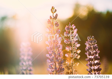 Wild Flowers Lupine In Summer Meadow At Sunset Sunrise. Lupinus, Commonly Known As Lupin Or Lupine, Is A Genus Of Flowering Plants In Legume Family, Fabaceae Wild Flowers Lupine In Summer Meadow At Sunset Sunrise. Lupinus, Commonly Known As Lupin Or Lupine, Is A Genus Of Flowering Plants In Legume Family, Fabaceae 73705139