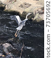A heron trying to take off 73705692