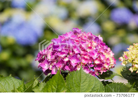 繡球花,花季,花園,觀賞,陽明山,竹子湖 繡球花,花季,花園,觀賞,陽明山,竹子湖 73706177