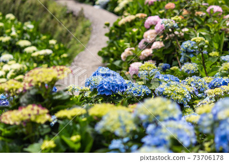 繡球花,花季,花園,觀賞,陽明山,竹子湖 繡球花,花季,花園,觀賞,陽明山,竹子湖 73706178