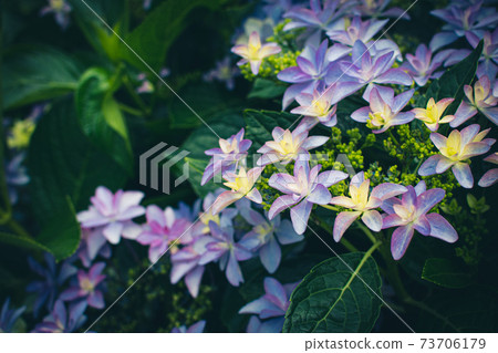 繡球花,花季,花園,觀賞,陽明山,竹子湖 繡球花,花季,花園,觀賞,陽明山,竹子湖 73706179