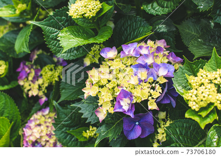 繡球花,花季,花園,觀賞,陽明山,竹子湖 繡球花,花季,花園,觀賞,陽明山,竹子湖 73706180