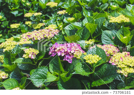 繡球花,花季,花園,觀賞,陽明山,竹子湖 繡球花,花季,花園,觀賞,陽明山,竹子湖 73706181