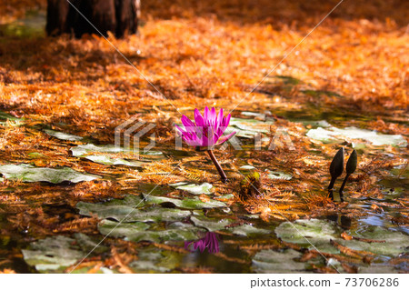 泰安,落雨松,落葉,葉片,葉子,陽光,陰影,光影 73706286