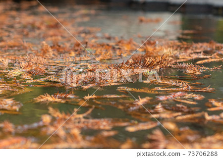 Tai'an, Larix pine, fallen leaves, leaves, leaves, sunlight, shadow, light and shadow Tai'an, Larix pine, fallen leaves, leaves, leaves, sunlight, shadow, light and shadow 73706288