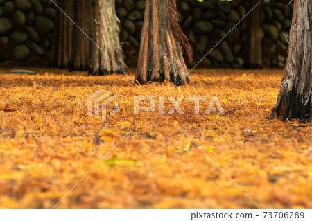 Tai'an, Larix pine, fallen leaves, leaves, leaves, sunlight, shadow, light and shadow Tai'an, Larix pine, fallen leaves, leaves, leaves, sunlight, shadow, light and shadow 73706289