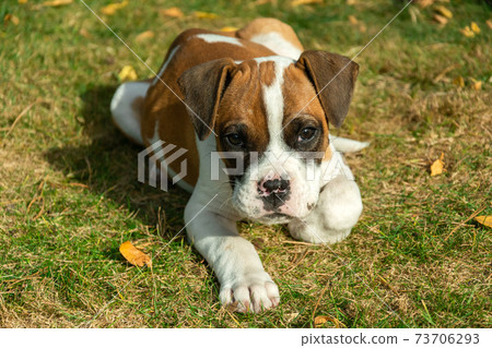 Young dog lying on the grass 73706293