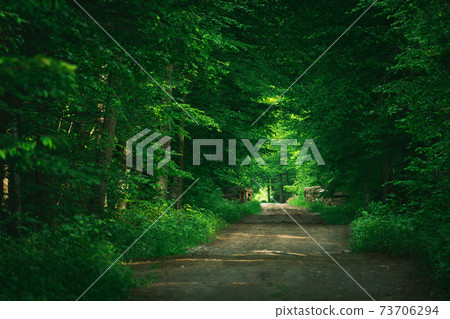 A road through the green deciduous forest A road through the green deciduous forest 73706294