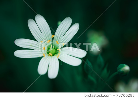 White forest flower on a dark green background White forest flower on a dark green background 73706295