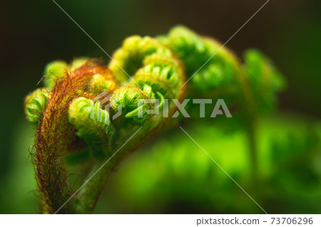 Close-up of a curled green fern leaf Close-up of a curled green fern leaf 73706296
