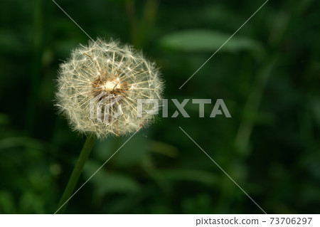 White dandelion on a dark green forest background White dandelion on a dark green forest background 73706297