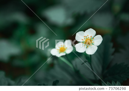 White small forest flowers on a dark green background White small forest flowers on a dark green background 73706298