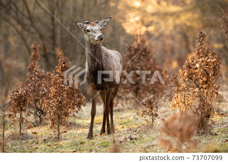 Interested red deer stag standing on a glade in spring nature Interested red deer stag standing on a glade in spring nature 73707099