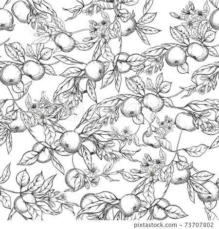 Mandarin, tangerine tree branch with fruits, flowers and leaves. Mandarin, tangerine tree branch with fruits, flowers and leaves. 73707802
