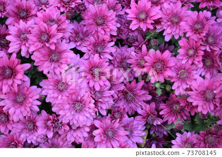 Purple chrysanthemum flowers Purple chrysanthemum flowers 73708145