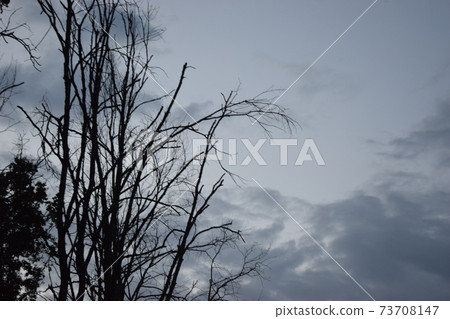 trees in backlit over the clouds light trees in backlit over the clouds light 73708147