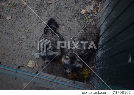A pair of cute raccoon A pair of cute raccoon 73708162