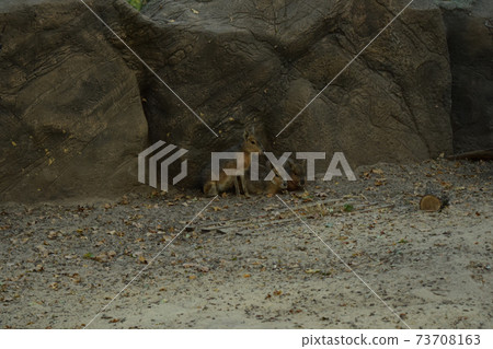 Patagonian mara (Dolichotis patagonum) Patagonian mara (Dolichotis patagonum) 73708163