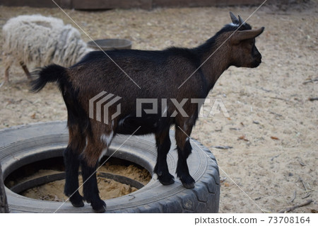 Little goat kid standing on a tire in a farm. Little goat kid standing on a tire in a farm. 73708164