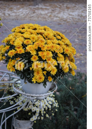 Yellow flowerbed from beautiful chrysanthemums at autumn day Yellow flowerbed from beautiful chrysanthemums at autumn day 73708165