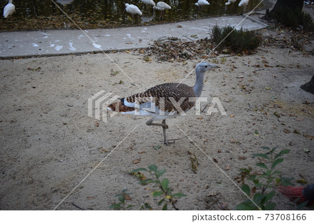 Otis tarda with spotted plumage walks on the ground. Otis tarda with spotted plumage walks on the ground. 73708166