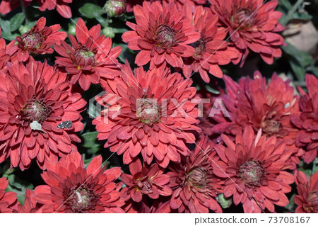 Beautiful red of Chrysanthemum flowers. Beautiful red of Chrysanthemum flowers. 73708167