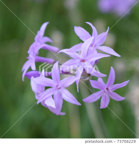 Society garlic's pink flowers with green background (Tulbaghia violacea ) 73708229