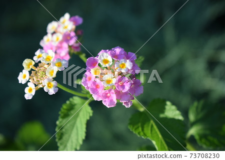 Pink Caprice cultivar or fresh Christine Verbena flowers. Lantana or Wild sage or Cloth of gold or Lantana camara flower in the garden Pink Caprice cultivar or fresh Christine Verbena flowers. Lantana or Wild sage or Cloth of gold or Lantana camara flower in the garden 73708230