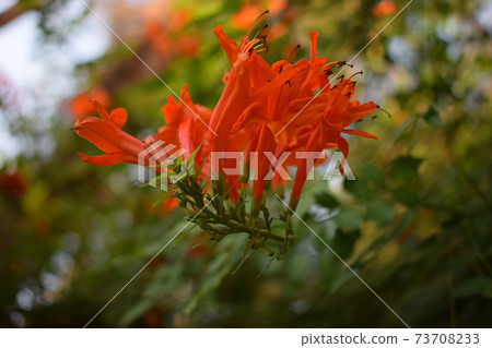 Cape honeysuckle or Tecoma capensis shrub with orange flowers. 73708233