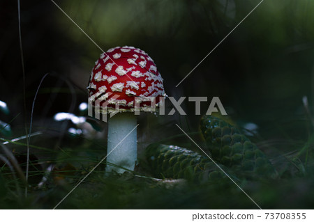 Red fly agarcic with fir cones on dark green background Red fly agarcic with fir cones on dark green background 73708355